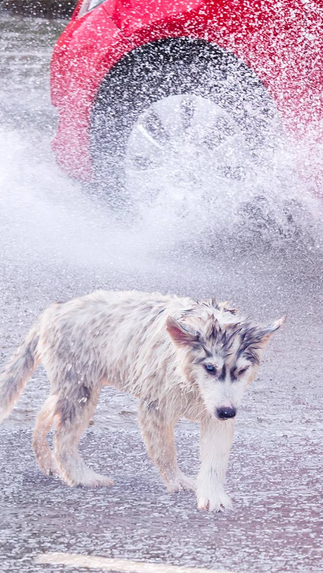 Weather Puppy for heavy rain weather