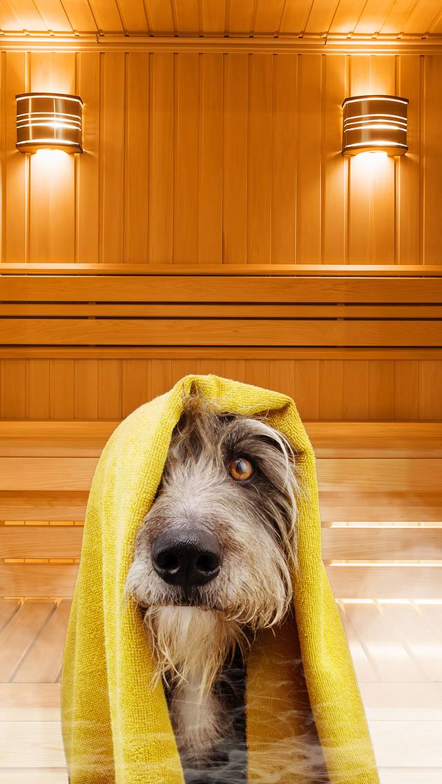 Weather Puppy for hot weather