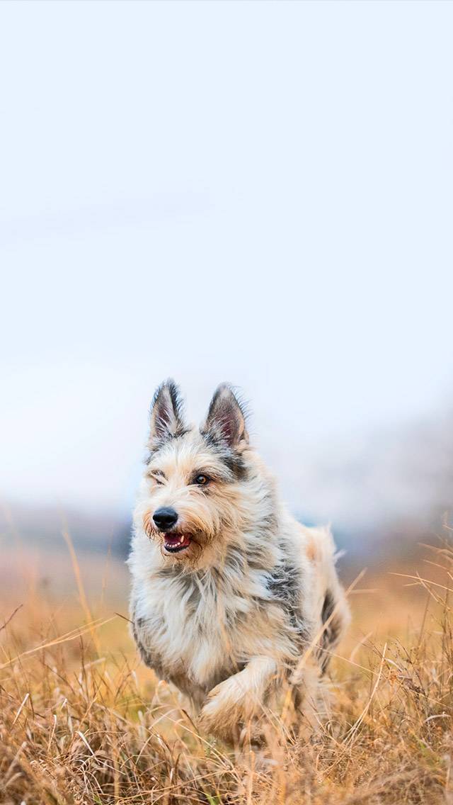 Weather Puppy for overcast weather